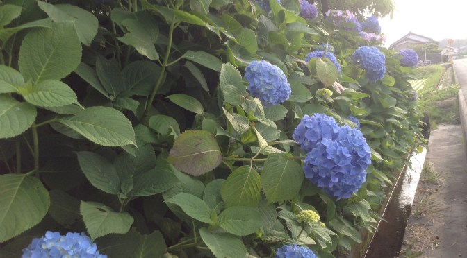 Hydrangeas in Season~