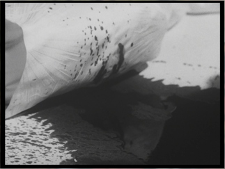 MishimaYukioPatriotism